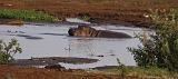 TANZANIA - Lake Manyara National Park - 65 Hippo